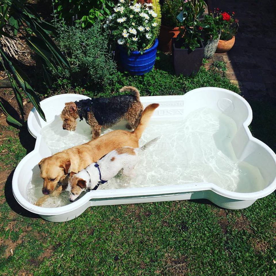 BONE Shaped Dog Pool. Brand: 'One Dog One Bone'