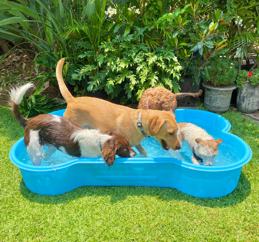 BONE Shaped Dog Pool. Brand: 'One Dog One Bone'